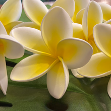 Load image into Gallery viewer, 8.5% bloomed plumeria pick (Lei Hale Okinawa original)
